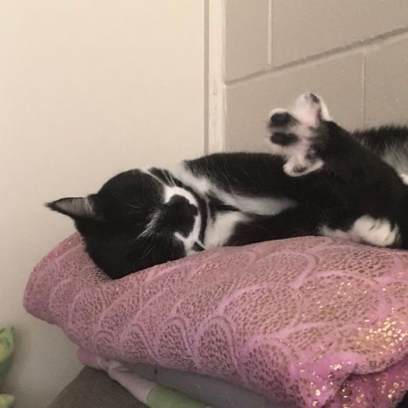 Meet your Posher, Taylor - Picture 1 of 1